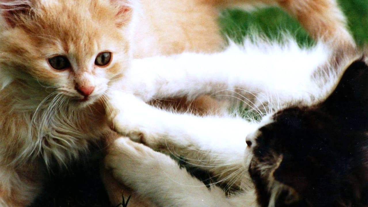 Non-Stop Kittens