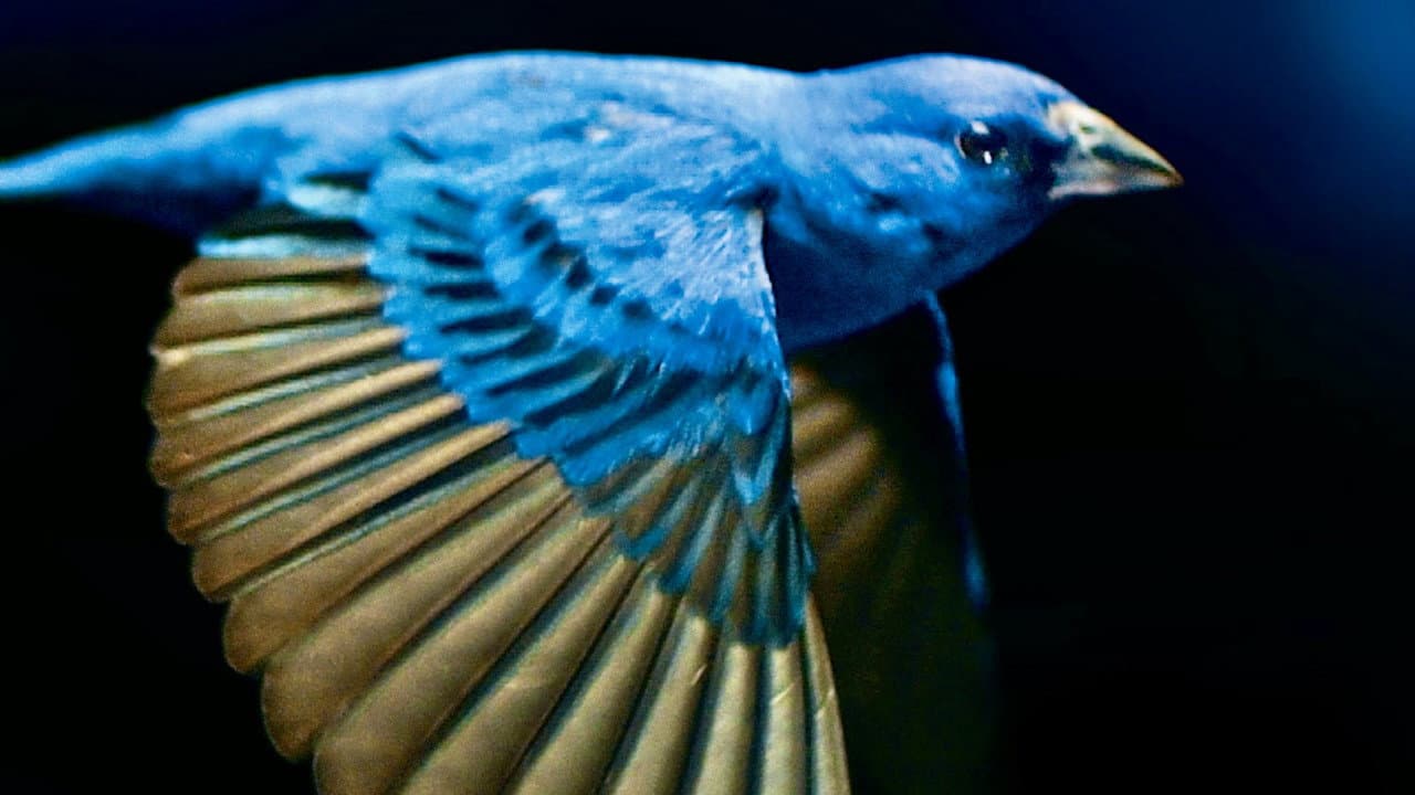 The Messenger