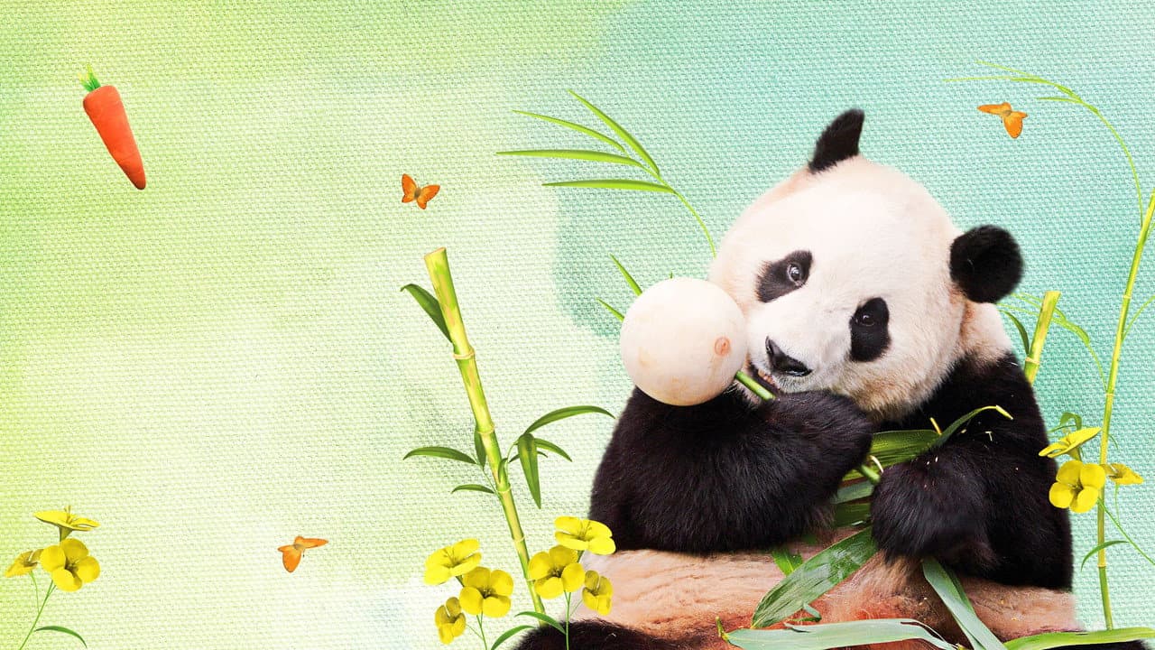 My Dearest Fu Bao