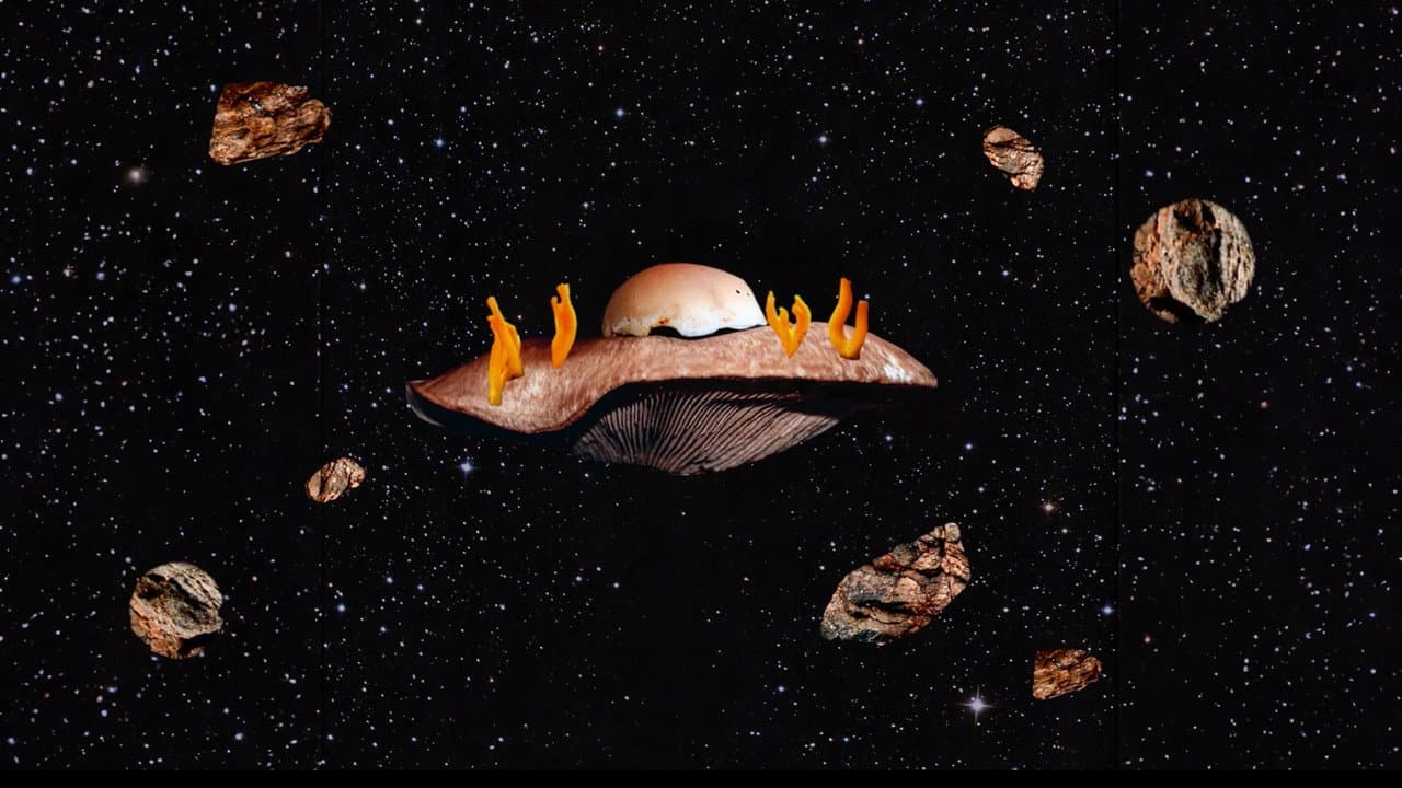 Empire fongique