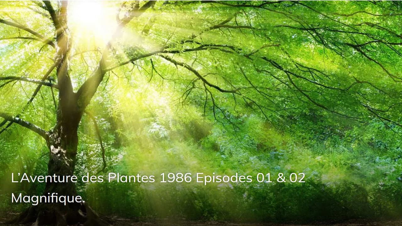 The Adventure of Plants