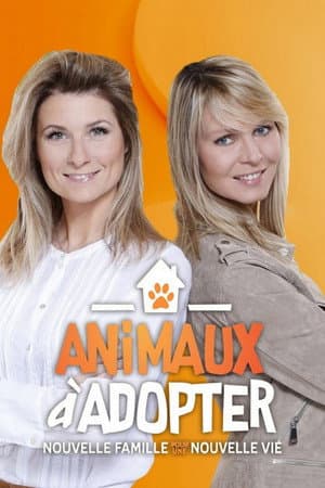 Animaux à adopter : Nouvelle famille pour une nouvelle vie