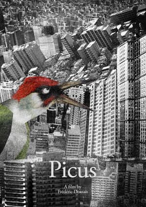 Picus