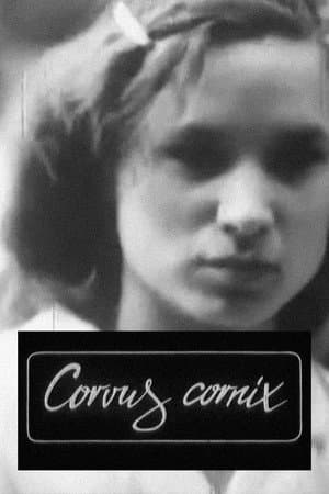 Corvus Cornix - From Latin as Raven