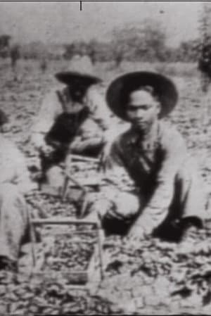 In No One's Shadow: Filipinos in America