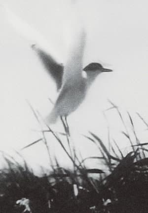 Inhabitants