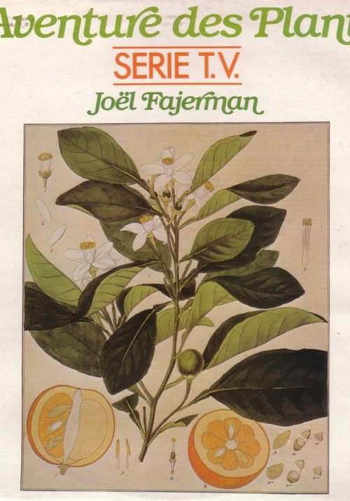 The Adventure of Plants