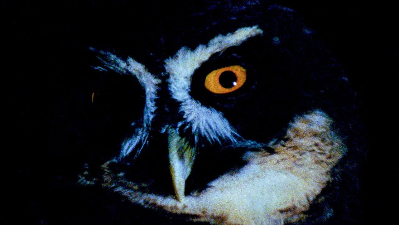 Animal Eye