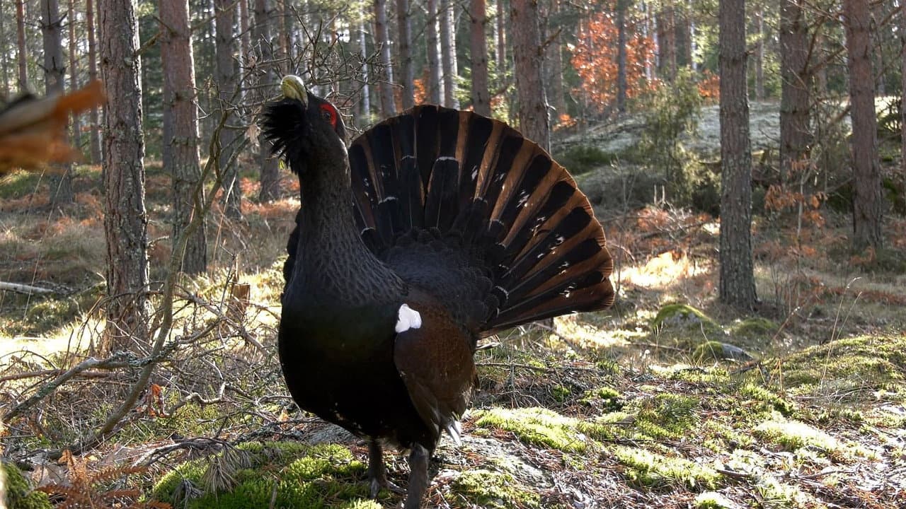 Småland - Sweden's Wild South