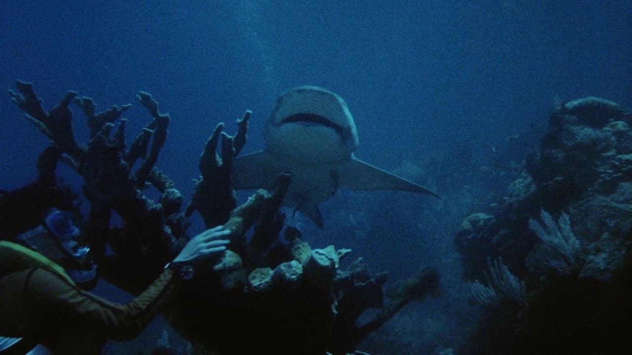 Night of the Sharks