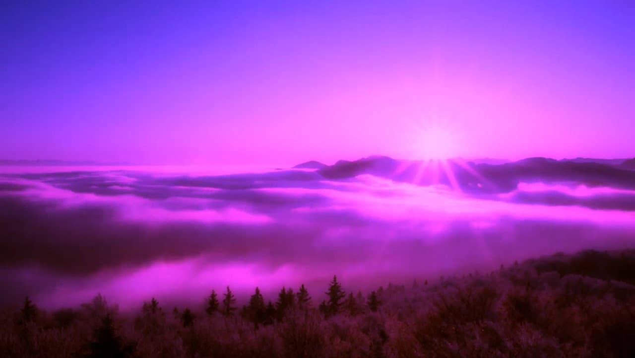 Purple Leone