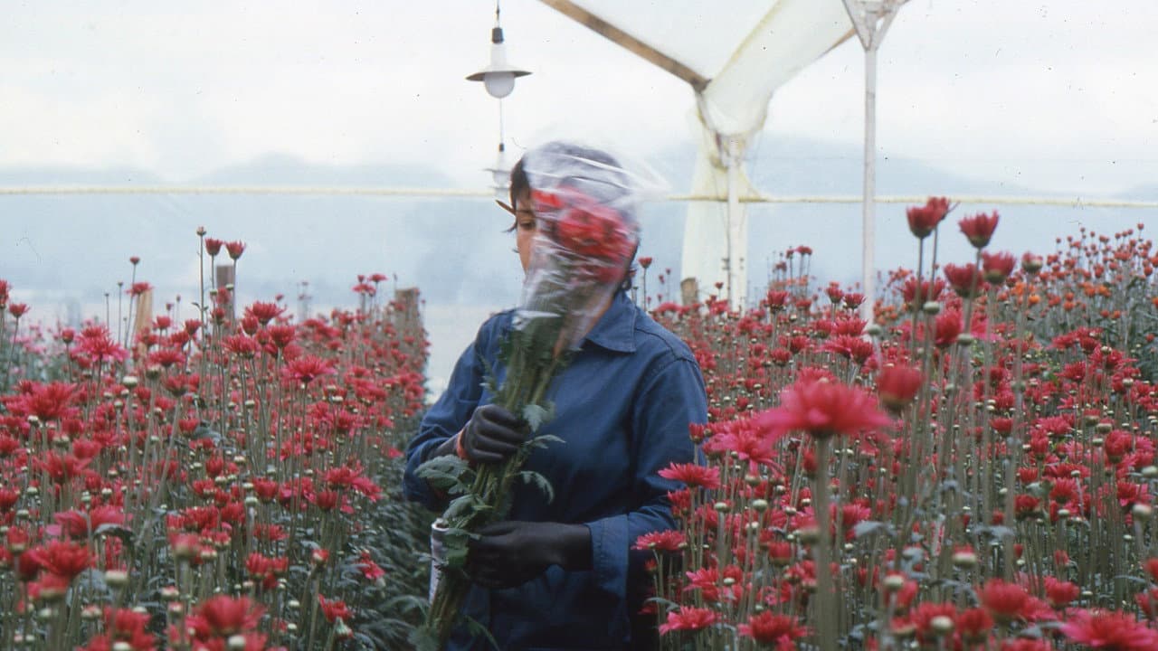 Love, Women and Flowers