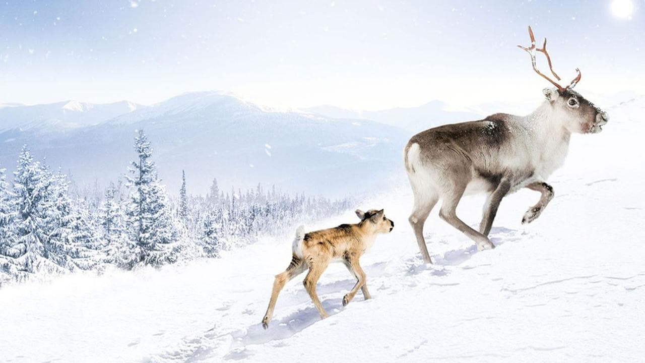 A Reindeer's Journey